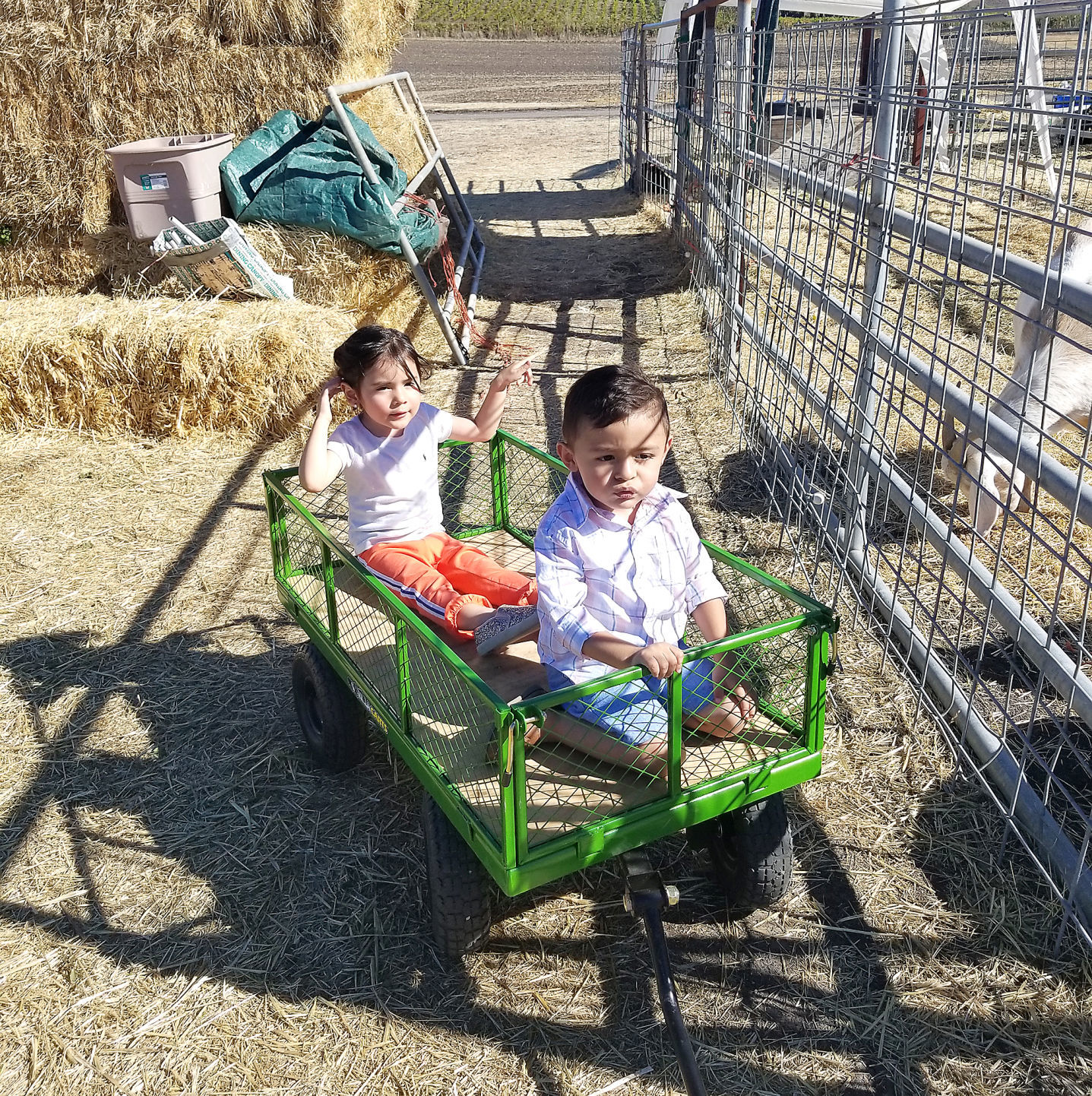 Pumpkin Patch